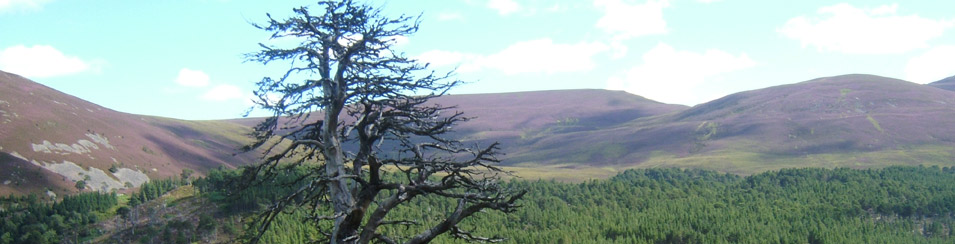 Cairngorms